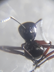Polyrhachis rastellata
