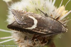 Grapholita lunulana