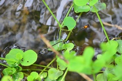 Prodasineura croconota