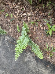 Nephrolepis biserrata