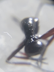 Polyrhachis rastellata