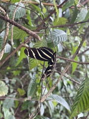 Heliconius charithonia
