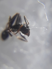 Pheidole latinoda