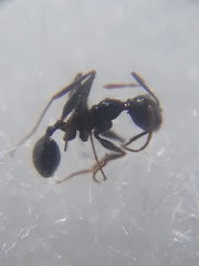 Pheidole latinoda