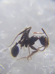 Pheidole latinoda