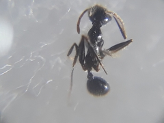 Pheidole latinoda