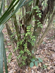Zanthoxylum fagara