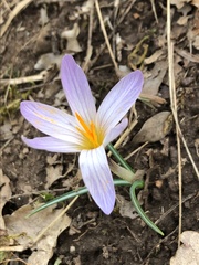 Crocus versicolor