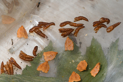 Archips rileyana