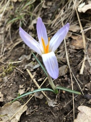 Crocus versicolor