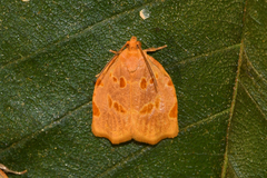 Archips rileyana