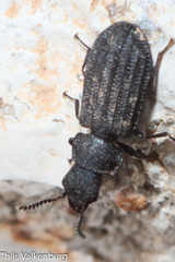 Falsomelyris granulata
