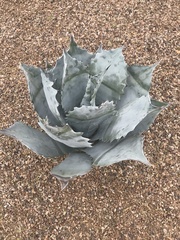 Agave colorata