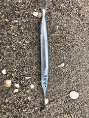 Hyporhamphus ihi