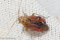 Pachyxyphus lineellus