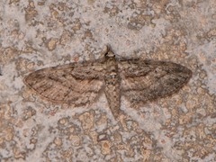 Eupithecia longidens