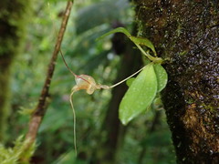 Masdevallia nidifica