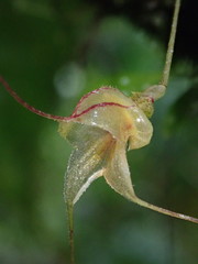 Masdevallia nidifica