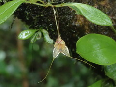 Masdevallia nidifica