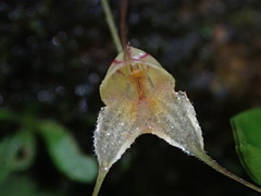 Masdevallia nidifica