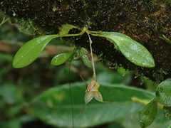 Masdevallia nidifica