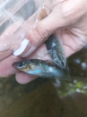 Poecilia gillii