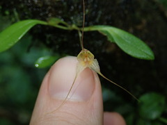 Masdevallia nidifica