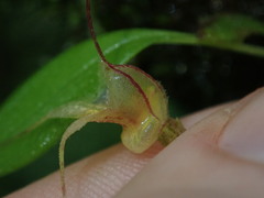 Masdevallia nidifica