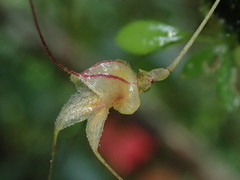 Masdevallia nidifica