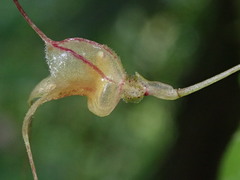Masdevallia nidifica