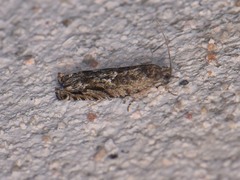 Pseudexentera haracana