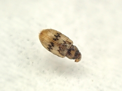 Peristoreus