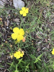 Oenothera serrulata