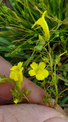 Gratiola flava