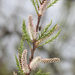 African Tamarisk - Photo (c) Thijs Valkenburg, some rights reserved (CC BY-NC), uploaded by Thijs Valkenburg