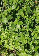 Parietaria lusitanica