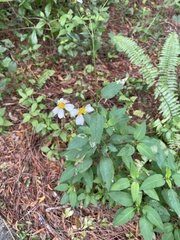Bidens alba