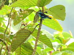 Dacnis hartlaubi