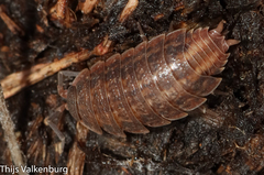 Proporcellio pusillus