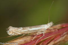 Isophrictis lineatellus