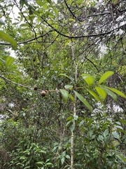 Quercus laurifolia