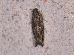 Pseudexentera haracana