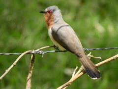 Coccycua pumila