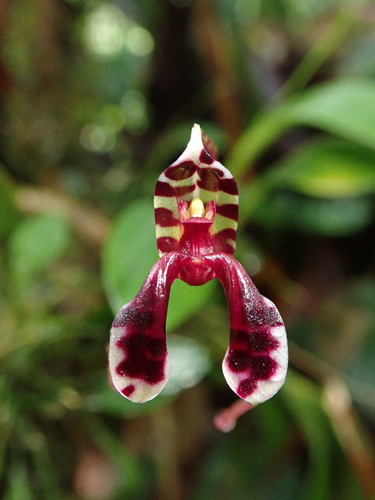 Ximenae Orchid