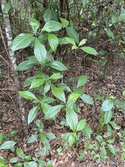 Psychotria nervosa
