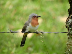 Coccycua pumila