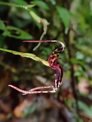 Masdevallia ximenae