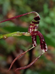 Masdevallia ximenae