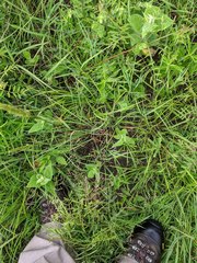 Dichanthelium neuranthum