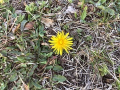 Taraxacum